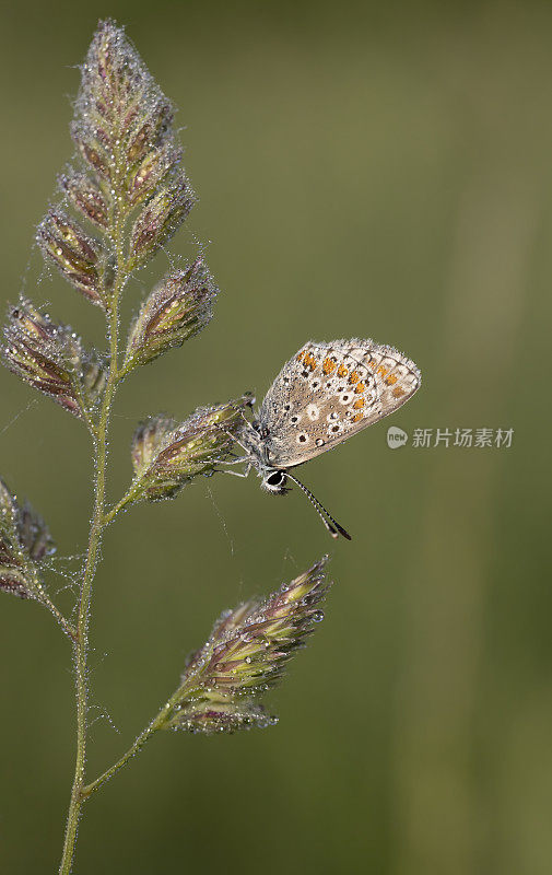 棕色扁豆(Aricia agestis)的特写图像与清晨的露珠